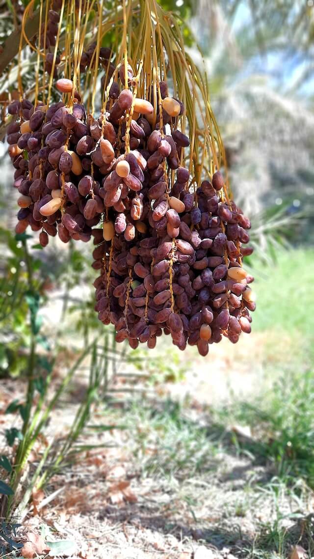 Dates hanging off a date tree in focus