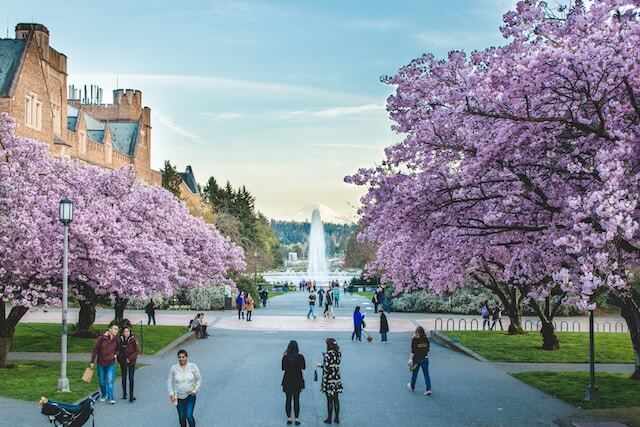 Seattle Park, two blossom trees in bloom, a fountain in the distance