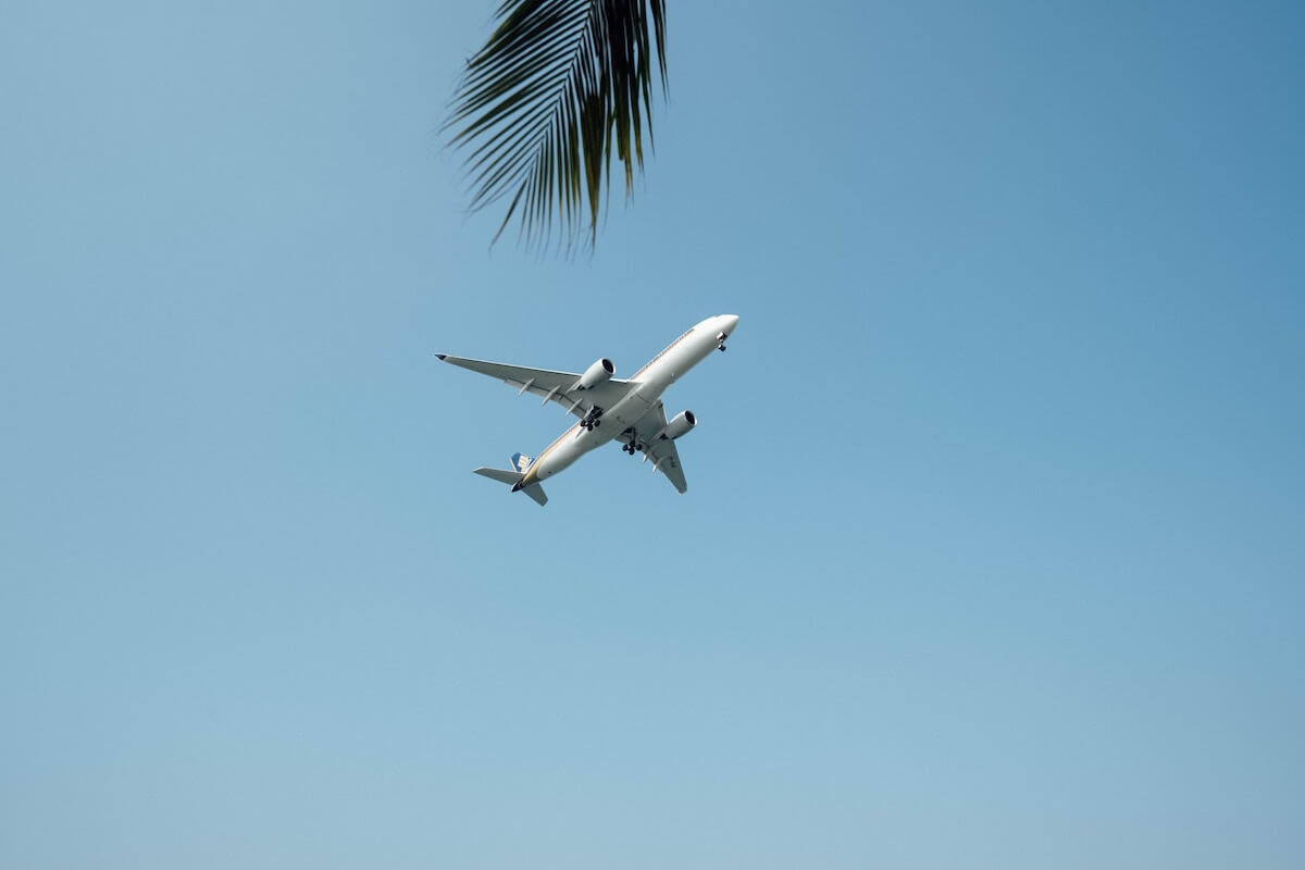 Top Tips for Long Flights cover photo of the underside of a plane flying in the sky, the leaf of a palm tree at the top of the shot.